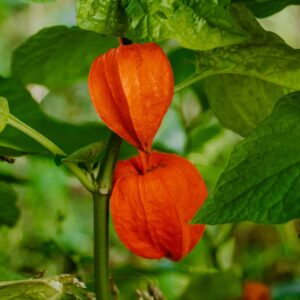 Chinese Lantern (1) amazon SQ 1080p