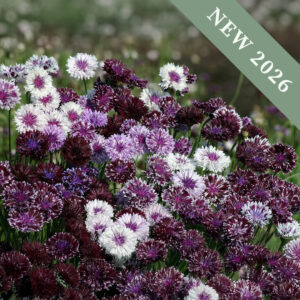 Cornflower Classic Magic