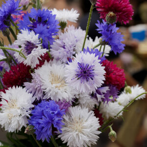 Cornflower (Centaurea cyanus) Frosty Mix