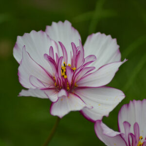 Cosmos - Fizzy rose picotee (1) SQ PS