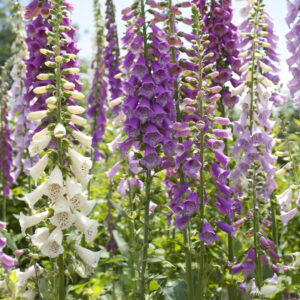 Digitalis purpurea (Foxglove) Mixed Colours