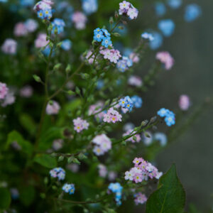 Forget Me Not - Mix - 1 - 120226 - iStock SQ PS 2