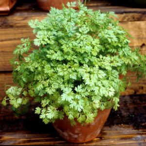Herb Chervil Common