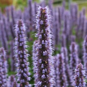Hyssop Seeds