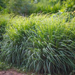 Herb Lemon Grass (East Indian)