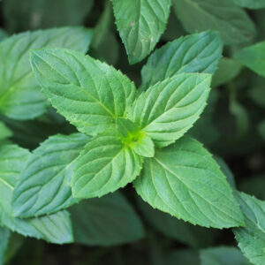 Herb Lemon Mint