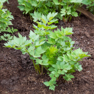 Lovage Seeds