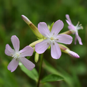 Soapwort Seeds