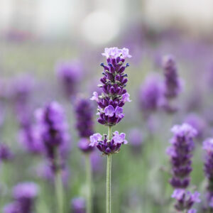 Lavender (Lavandula angustifolia) Common English