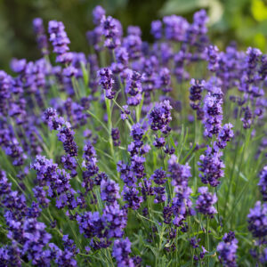 Lavender (Lavandula angustifolia) Provence Blue F1
