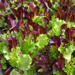 Lettuce Gourmet Looseleaf Cutting Mix