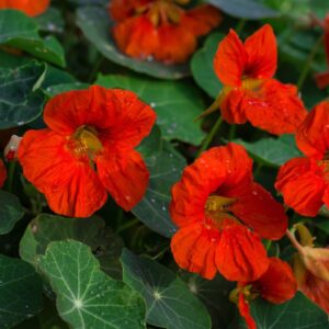 Nasturtium Empress of India (Tropaeolum)