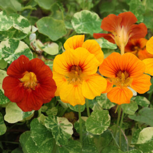Nasturtium (Tropaeolum majus) Jewel of Africa (Climbing)