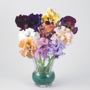 Pansy Moulin Rouge