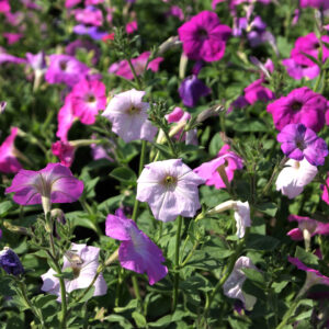 Petunia (Trailing) Balcony Mix