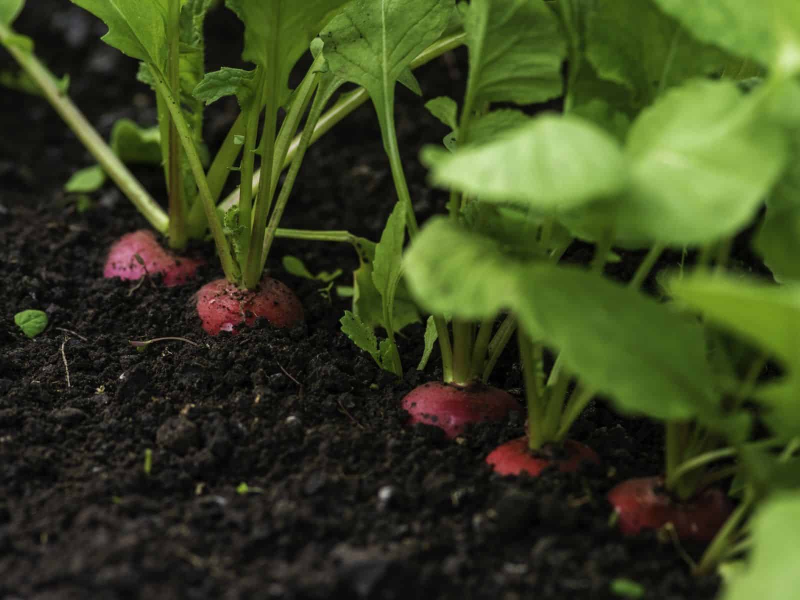 Radish - Cherry Belle - 1 - 020226 - iStock 4x3