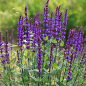 Salvia nemerosa Violet Queen