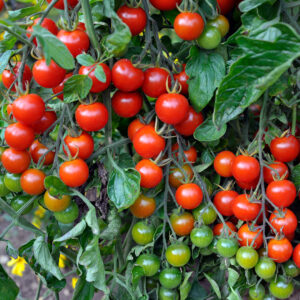 Tomato Tumbling Tom Red