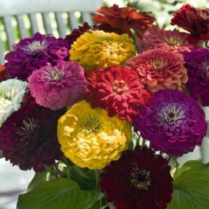 Zinnia Benarys Giant Mix