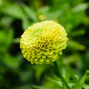 Zinnia Giant Envy
