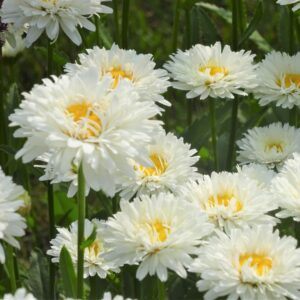 Bellis Perennis Seeds