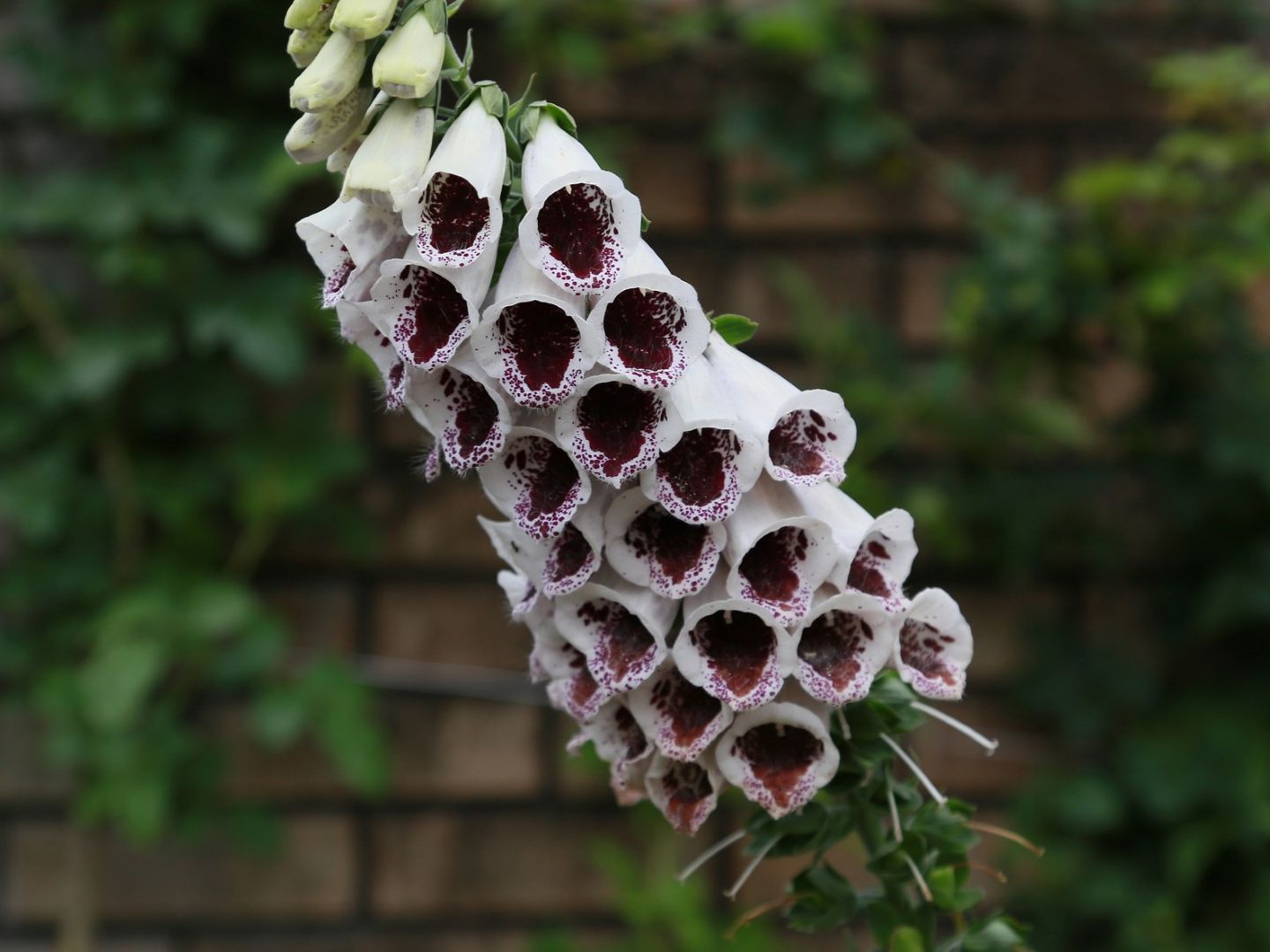 Digitalis - Elsie Kelsey 4x3