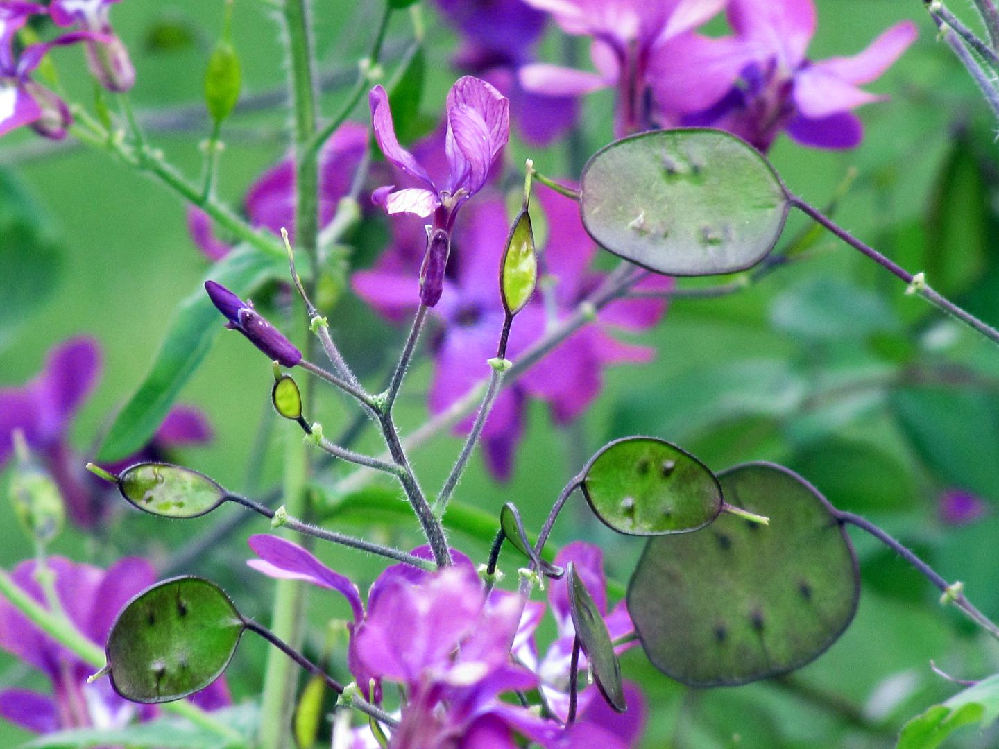 LUNARIA HONESTY - 2 - 110225 1080p