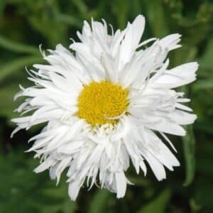 Leucanthemum Seeds (Crazy Daisy)