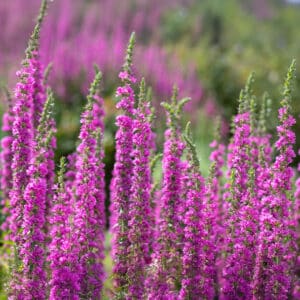 Lythrum Seeds