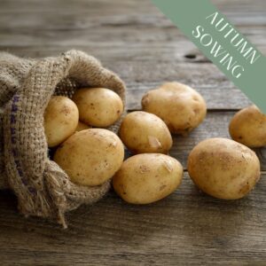Autumn Seed Potatoes 'Maris Peer'