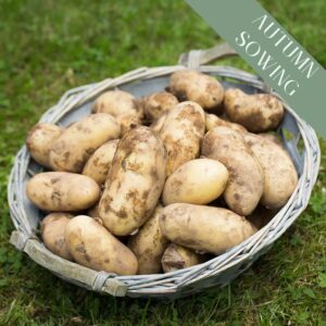 Autumn Seed Potatoes 'Nicola'