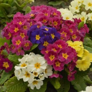 Primrose Seeds