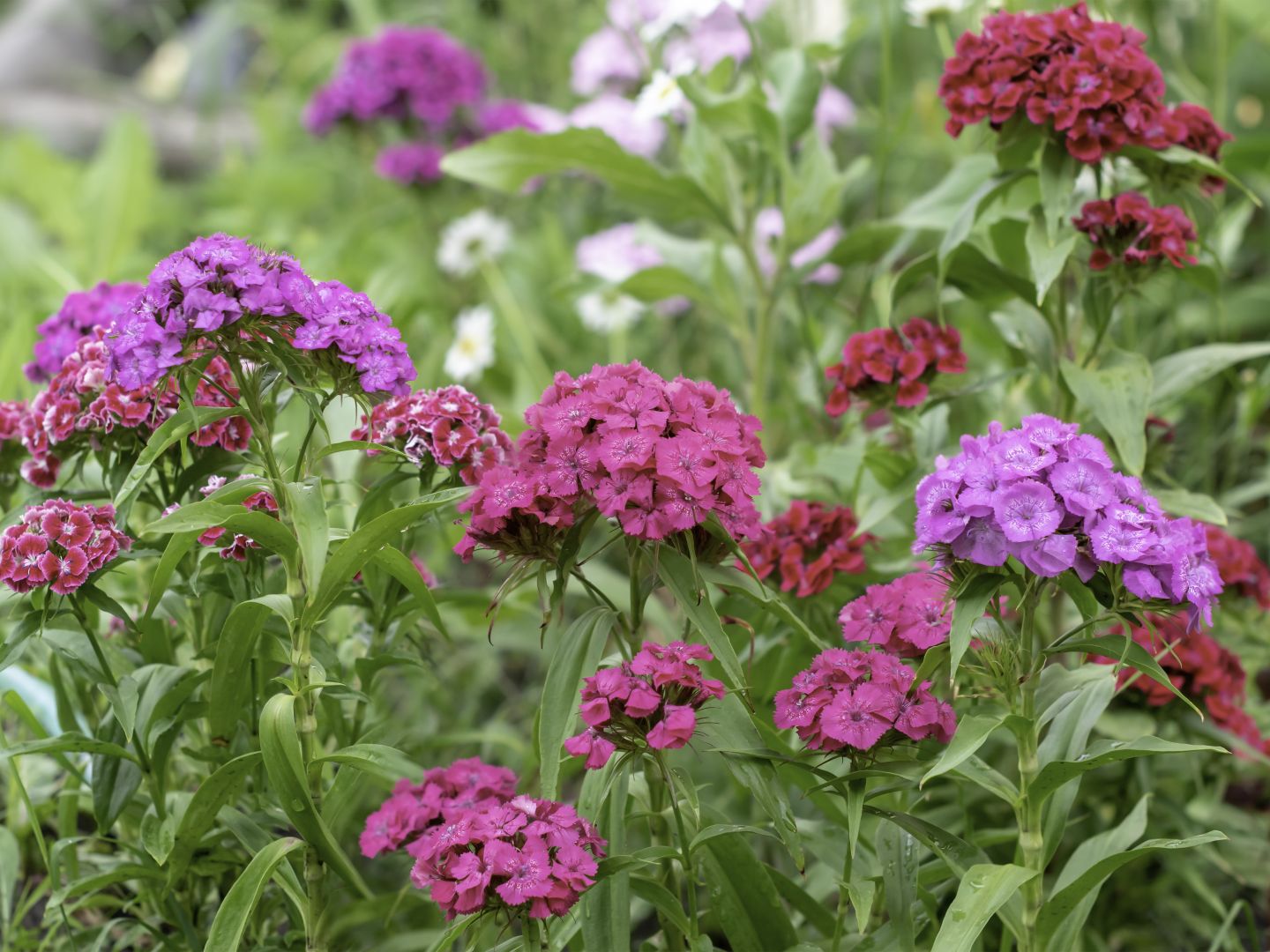 Sweet William - General Content - 1 - 050526 - Getty 4x3 1080p