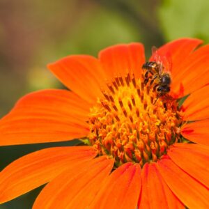 Tithonia Seeds (Mexican Sunflower)