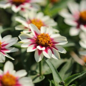 Willow's Zinnia Zahara ‘Starlight Rose’