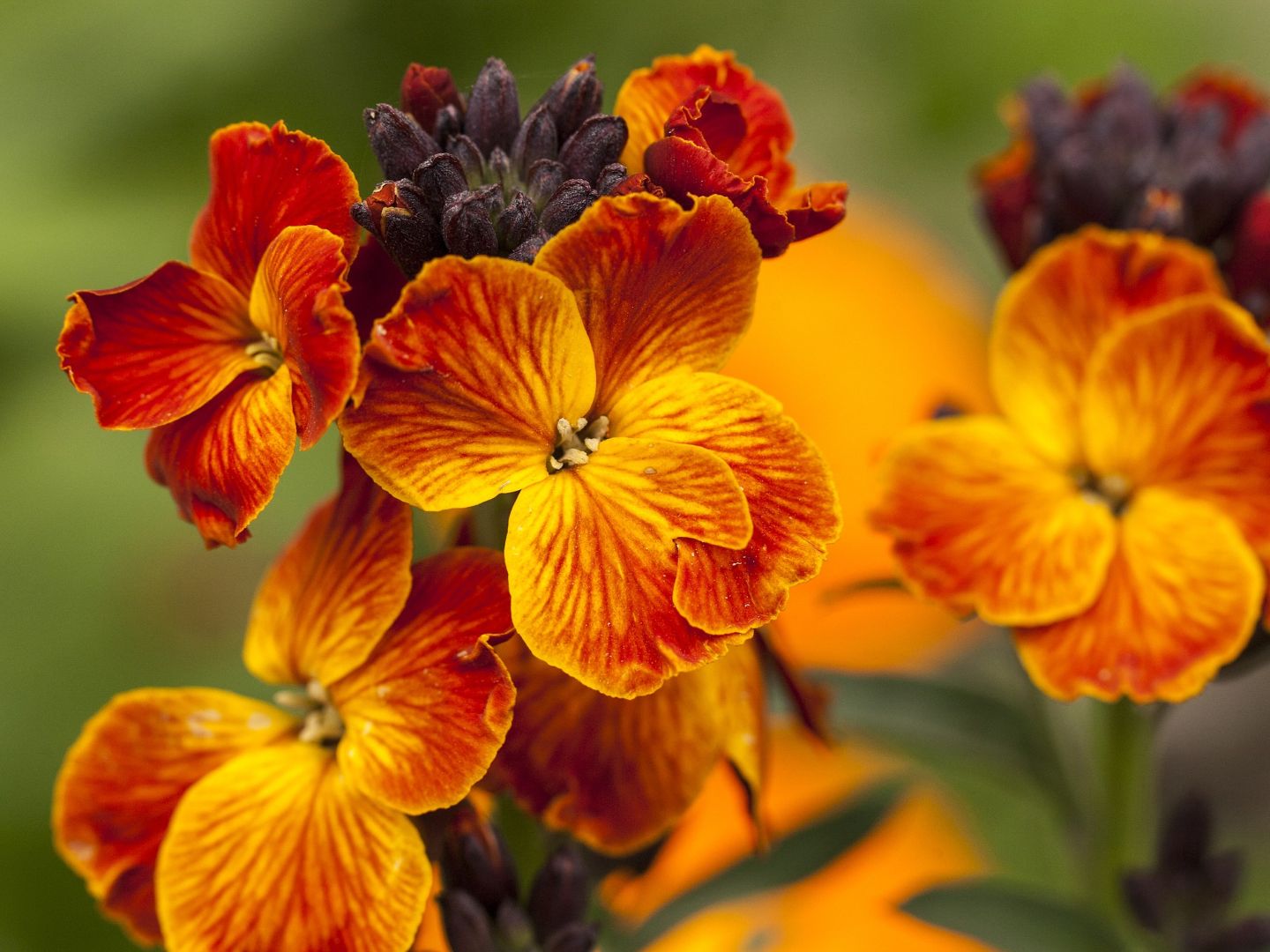 Wallflower - English Fire King - 2 - iStock 4x3