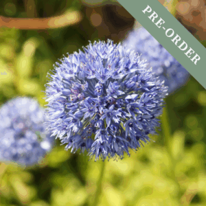 Allium Caeruleum