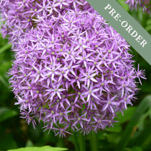 Allium Christophi