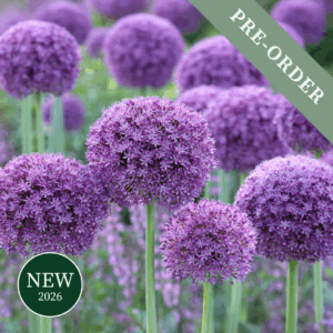 Allium Gladiator