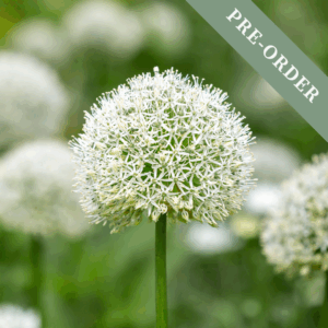 Allium Mount Everest