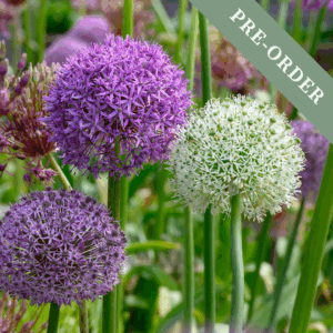 Allium Premium Mix