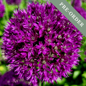 Allium Purple Sensation