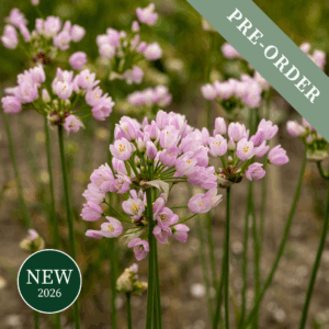 Allium Roseum