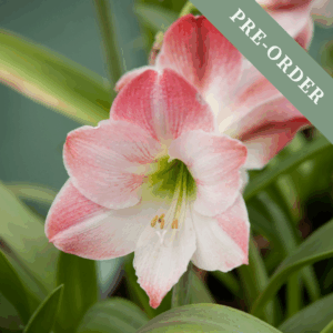 Amaryllis Apple Blossom