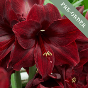 Amaryllis Black Pearl