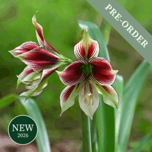 Amaryllis Papillio