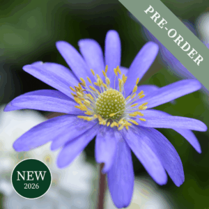 Anemone Blanda Blue Shades