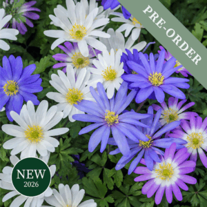 Anemone Blanda Mix