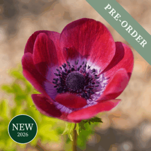 Anemone Bordeaux