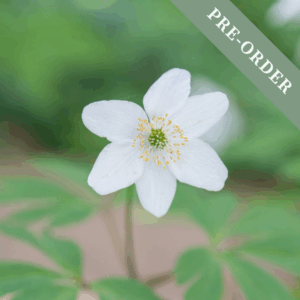 Anemone Nemerosa